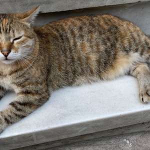 Katzen, die Herrscher Istanbuls
